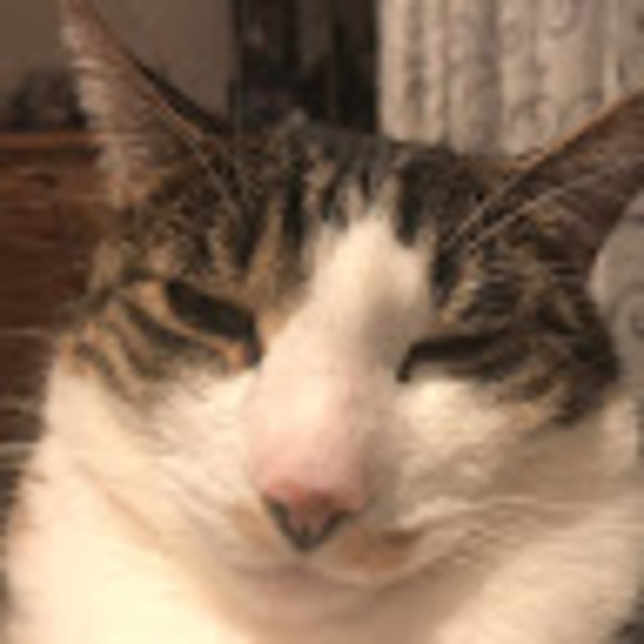 Meet your Posher, Chloe - Picture 1 of 1